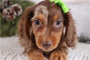 Belle - Dachshund, Mini for sale