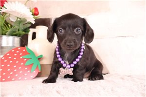 Sapphire - Dachshund, Mini for sale