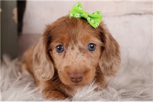 Tuesday - Mini Dachshund for sale