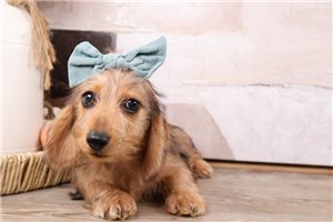 Vicki - Dachshund, Mini for sale