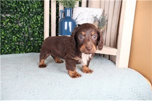 Dawson - puppy for sale