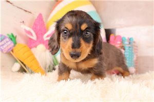 David - Dachshund, Mini for sale