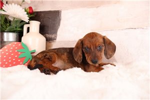 Cassius - puppy for sale