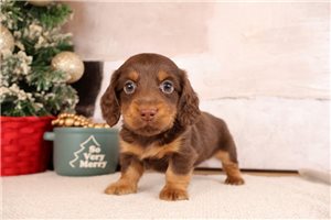 Hopper - puppy for sale