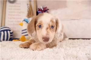 Zema - puppy for sale