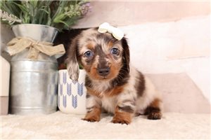 Raelyn - puppy for sale