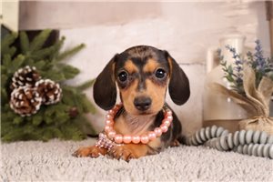 Macey - Dachshund, Mini for sale
