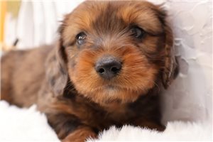 Vincent - puppy for sale