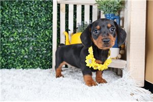 Rileigh - puppy for sale