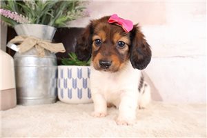 Kate - Dachshund, Mini for sale
