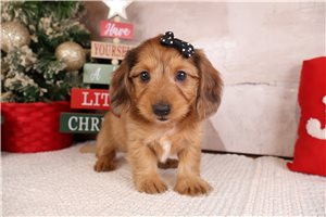 Hallie - Dachshund, Mini for sale
