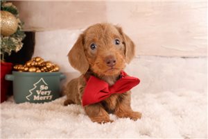 Kairo - puppy for sale