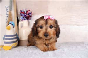 Felicity - Dachshund, Mini for sale
