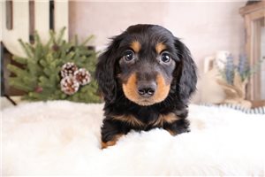 Sammy - Dachshund, Mini for sale