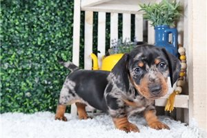 Randy - puppy for sale