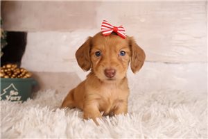Katherine - puppy for sale