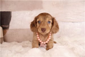 Opal - Dachshund, Tweenie for sale