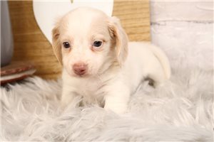 Gilbert - puppy for sale