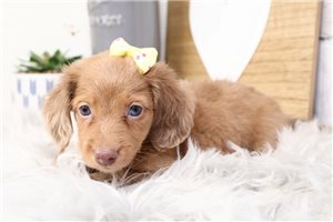 Galaxy - puppy for sale