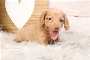 Gino - puppy for sale