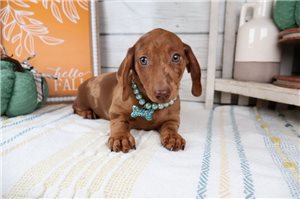 Sunny - Dachshund, Wire for sale
