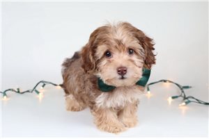 Gage - Doxiepoo for sale