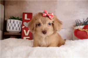Breslin - Doxiepoo for sale