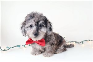 Garry - puppy for sale