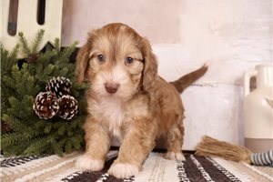 Fabian - Doxiepoo for sale