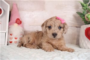 Nana - Doxiepoo for sale