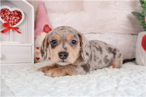 Nash - Doxiepoo for sale