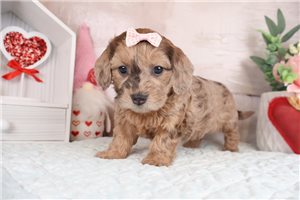 Nadia - Doxiepoo for sale