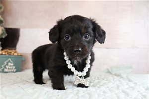 Paulina - Doxiepoo for sale