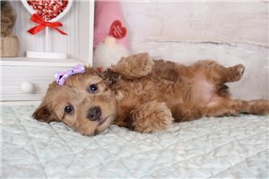 Nahla - Doxiepoo for sale