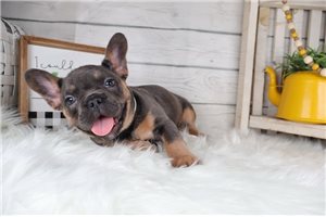 Victor - French Bulldog for sale