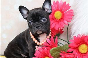 Ivy - Frenchton for sale