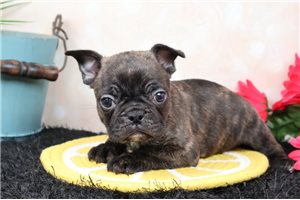 Immanuel - Frenchton for sale