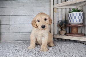 Thomas - Goldendoodle for sale
