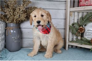 Paxton - Goldendoodle for sale