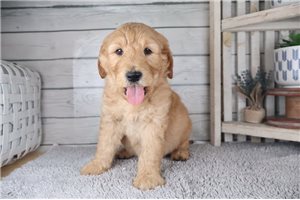 Theodore - Goldendoodle for sale