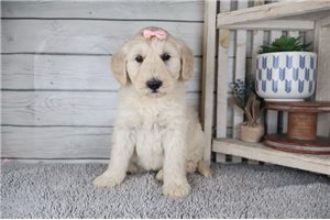 Tatum - puppy for sale