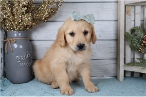 Peggie - Goldendoodle for sale