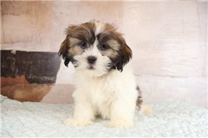 Noble - Lhasa Apso for sale