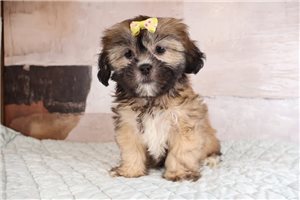 Nicole - Lhasa Apso for sale