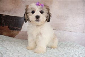 Nyla - Lhasa Apso for sale