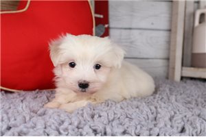 Martin - puppy for sale
