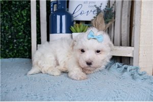Davina - puppy for sale