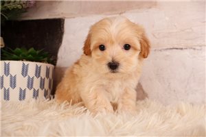 Liam - Malti Poo - Maltipoo for sale