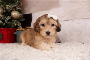Sophia - puppy for sale