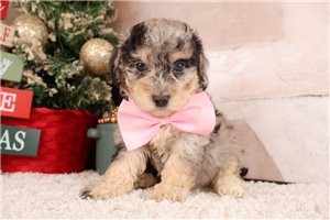 Stanley - puppy for sale